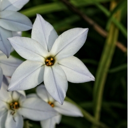 Ipheion Alberto Castillo - Floarea de primăvară de primăvară Alberto Castillo - 10 becuri - Ipheion uniflorum
