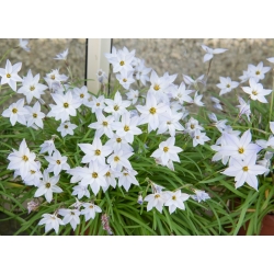 Ipheion Альберто Кастільо - весняний зоряний квітка Альберто Кастільо - 10 цибулин - Ipheion uniflorum