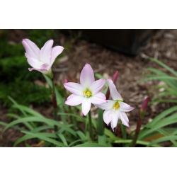Ipheion Charlotte Bishop - Floarea de primăvară de primăvară Charlotte Bishop - 10 becuri - Ipheion uniflorum