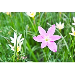 Ipheion Charlotte Bishop - pomlad starflower Charlotte Bishop - 10 žarnic - Ipheion uniflorum