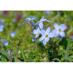 Ipheion Rolf Fiedler - Floarea de primăvară de primăvară Rolf Fiedler - 10 becuri - Ipheion uniflorum