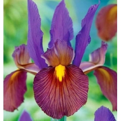 Iris hollandica Eye of the Tiger - 10 kvetinové cibule - Iris × hollandica