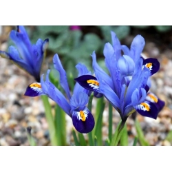 Ірис Ботанічний Гордон - 10 цибулин - Iris Botanical