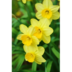 Narcissläktet - Baby Moon - paket med 5 stycken - Narcissus