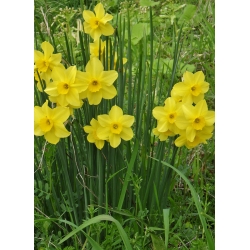 نرجس بيبي مون - النرجس البري مون - 5 لمبات - Narcissus
