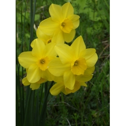 Narcissus Baby Moon - Daffodil Baby Moon - 5 bebawang