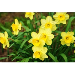 Narcissläktet - Baby Moon - paket med 5 stycken - Narcissus