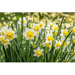 Narcissus Golden Echo - Daffodil Golden Echo - 5 bebawang