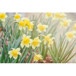 Narcissus Golden Echo - Daffodil Golden Echo - 5 لمبات