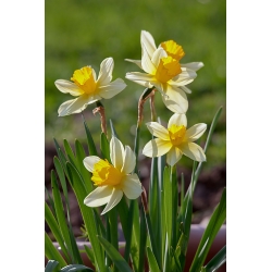 Narcissus Golden Echo - Daffodil Golden Echo - 5 لامپ