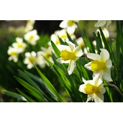 Narciso - Golden Echo - pacote de 5 peças - Narcissus