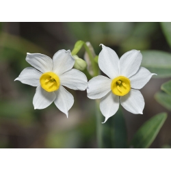 Narcissus Minnow - Daffodil Minnow - 5 becuri