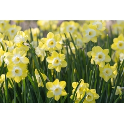 Narcissus Pipit - Daffodil Pipit - 5 bulbs