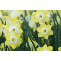 Narcissus Pipit - Daffodil Pipit - 5 หลอด