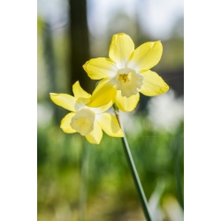 النرجس الماصة - النرجس البري الماصة - 5 البصلة - Narcissus