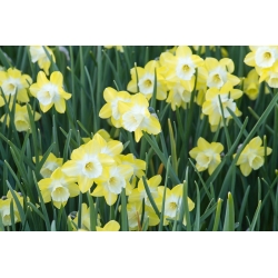 Narcissus Pipit  -  Daffodil Pipit  -  5个洋葱