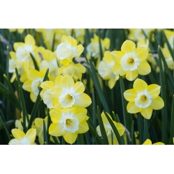 Narcissus Pipit - Daffodil Pipit - 5 bebawang