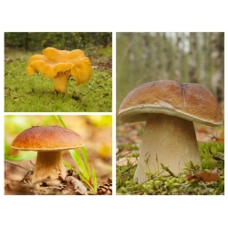 Oak and beech mushroom set - 3 species - mycelium