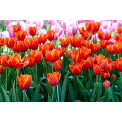 Tulipa Anno Schilder - لاله Anno Schilder - 5 لامپ - Tulipa Annie Schilder