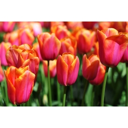 Tulipa Anno Schilder - Tulip Anno Schilder - 5 ดวง - Tulipa Annie Schilder
