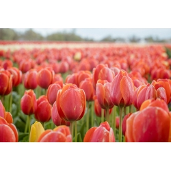 Tulipaner Annie Schilder - pakke med 5 stk - Tulipa Annie Schilder