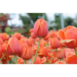 Tulipa Anno Schilder - Тюльпан Anno Schilder - 5 цибулин - Tulipa Annie Schilder