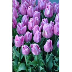 Тюльпан Alibi - пакет из 5 штук - Tulipa Alibi