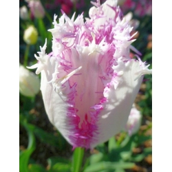 Tulipa Aria Card - Tulip Aria Card - 5 bulbs