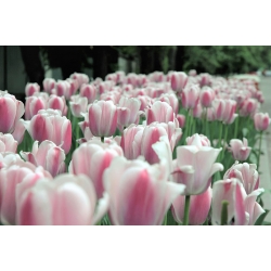 Tulipa Krásný Svět - Tulipán Krásný Svět - 5 květinové cibule - Tulipa Beau Monde