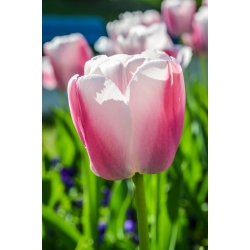 Tulipa Beau Monde - Tulip Beau Monde - 5 bulbs