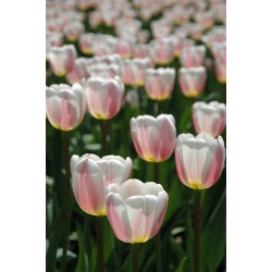 Tulipa Krásný Svět - Tulipán Krásný Svět - 5 květinové cibule - Tulipa Beau Monde