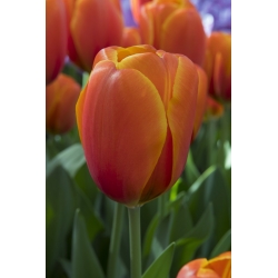 Tulipa Brown Sugar - pacote de 5 peças