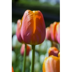 Tulipa Brown Sugar - pacote de 5 peças