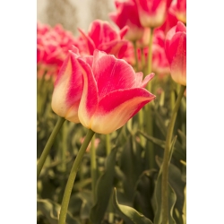 Тюльпан Candy Corner - пакет из 5 штук - Tulipa Candy Corner