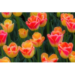 Tulipa Candy Corner - paquete de 5 piezas
