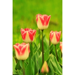 Тюльпан Candy Corner - пакет из 5 штук - Tulipa Candy Corner