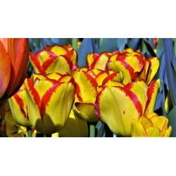 Tulpes Cape Town - 5 gab. Iepakojums - Tulipa Cape Town