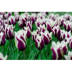 Tulipa Chansonette - pacote de 5 peças