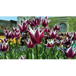 Tulipa Chansonette - pacote de 5 peças