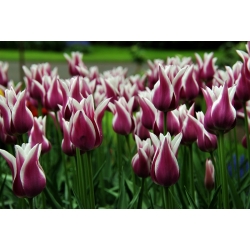 Tulipa Chansonette - Tulip Chansonette - 5 bulbs