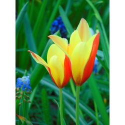 Tulipaner Chrysantha - pakke med 5 stk - Tulipa Chrysantha
