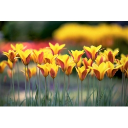 Тюльпан Chrysantha - пакет из 5 штук - Tulipa Chrysantha