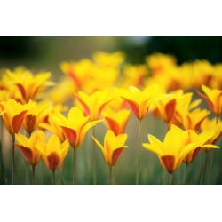 チューリップ菊 - チューリップ菊 -  5球根 - Tulipa Chrysantha