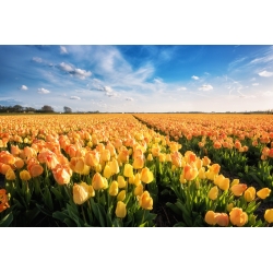 Tulipa Daydream - Tulip Daydream - 5 lampu