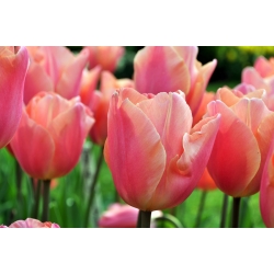 Tulipa Dragon King - Tulip Dragon King - 5 květinové cibule