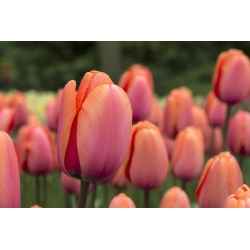 Tulipa Dragon King - paquete de 5 piezas