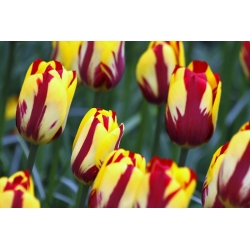 Tulipa El Cid - Tulip El Cid - 5 bulbs