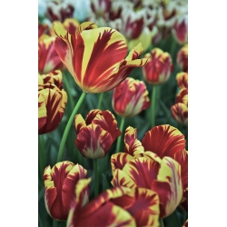 Tulipa El Cid - Tulip El Cid - 5 květinové cibule