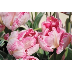 Tulp Elsenburg - pakket van 5 stuks - Tulipa Elsenburg