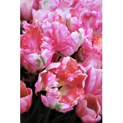 Tulipán Elsenburg - csomag 5 darab - Tulipa Elsenburg